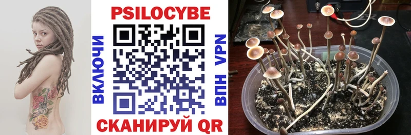 Галлюциногенные грибы Psilocybine cubensis  blacksprut ссылки  Чапаевск 
